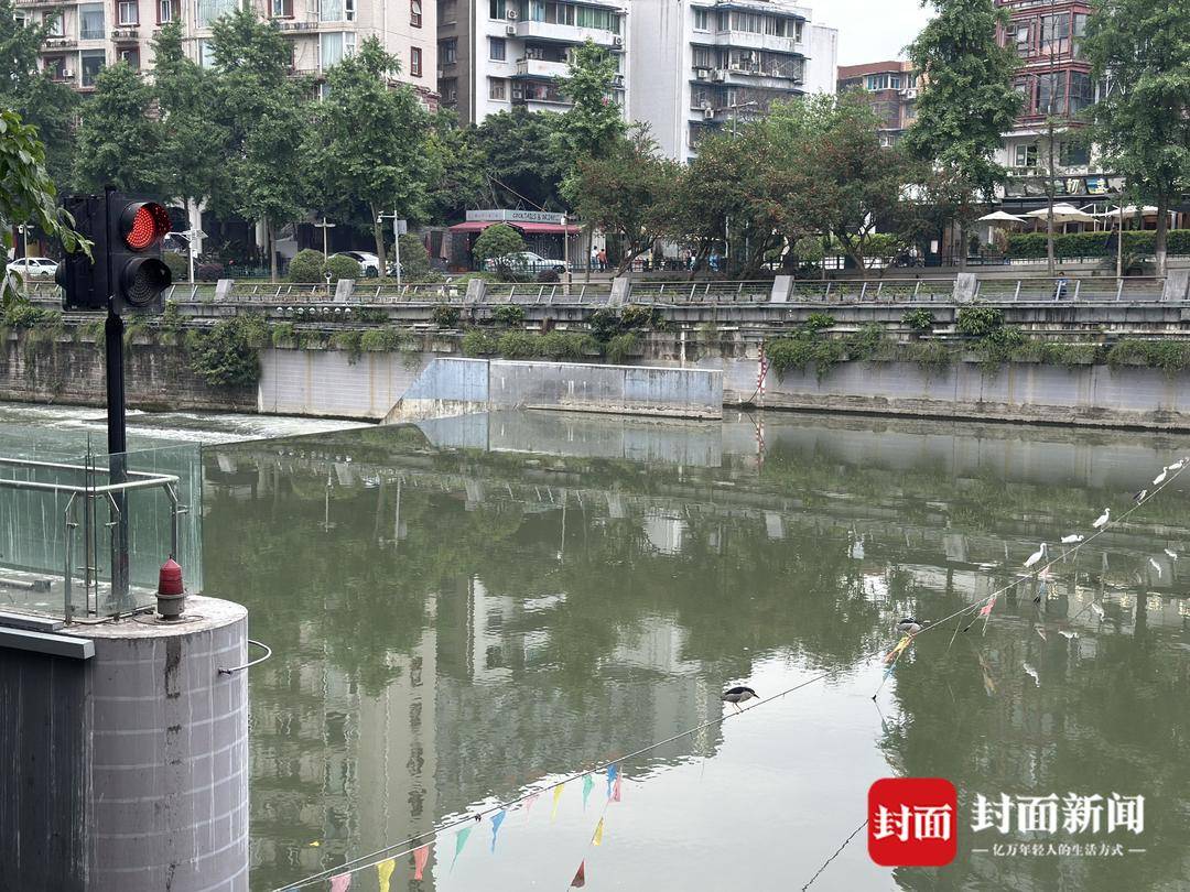 成都又见江上“神”鸟<strong></p>
<p>icu</strong>，洗完脚又排排站 网友：在等红绿灯吗？