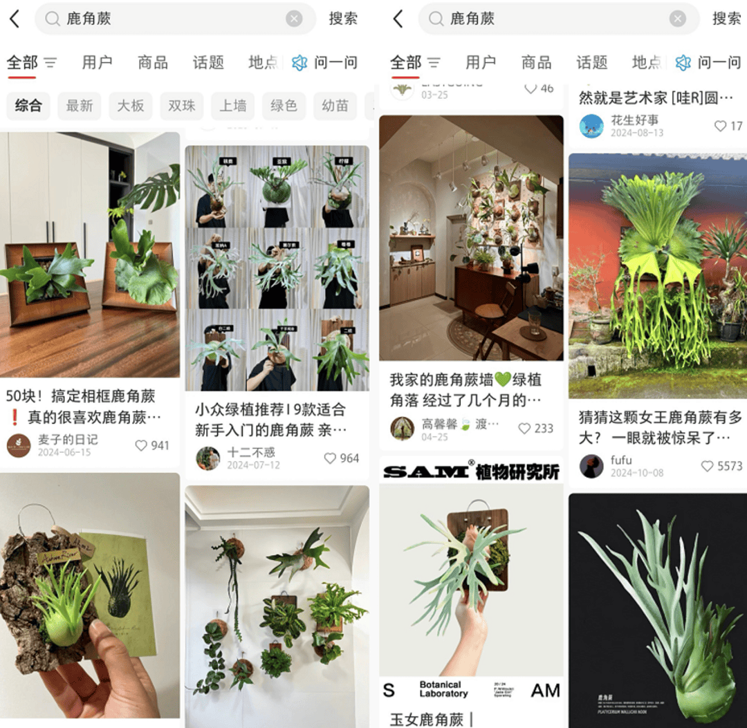 热带植物成年轻人新宠 鹿角蕨热卖50万件成软装神器丨变革618