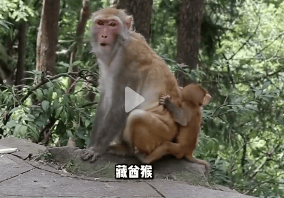 四川峨眉山“人猴大战<strong></p>
<p>okex比特币</strong>，游客坠崖，猴王被射杀”？景区辟谣：多年前就在网络传播，没发生过这种事