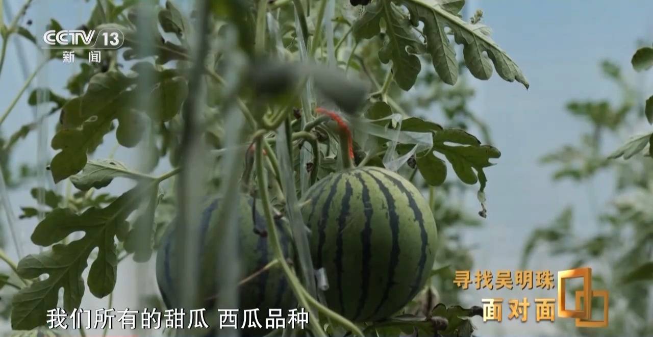 面对面丨中国人的吃瓜自由要感谢她<strong></p>
<p>okex下载内测</strong>！吴明珠说她的一生就是结几个好瓜献给人民