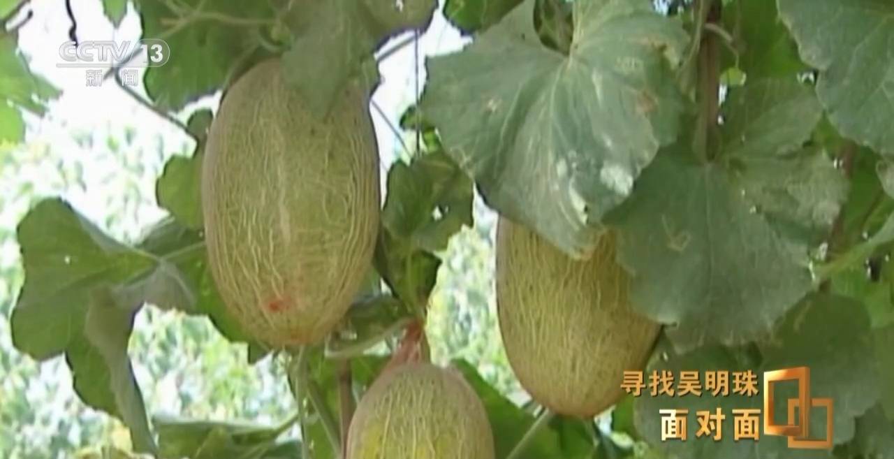 面对面丨中国人的吃瓜自由要感谢她<strong></p>
<p>okex下载内测</strong>！吴明珠说她的一生就是结几个好瓜献给人民