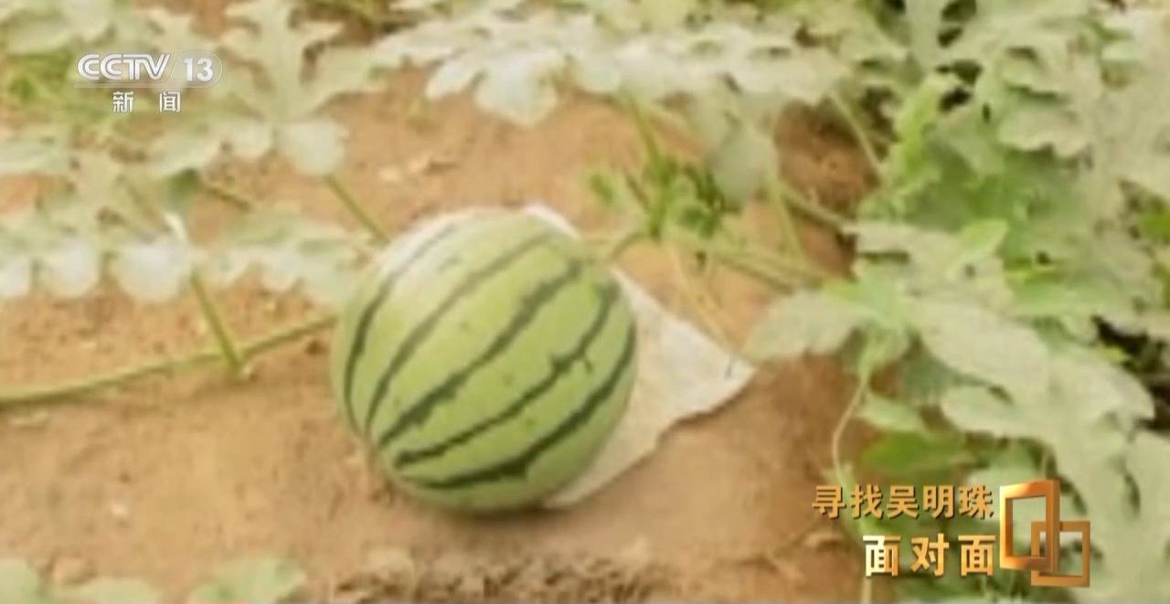 面对面丨中国人的吃瓜自由要感谢她<strong></p>
<p>okex下载内测</strong>！吴明珠说她的一生就是结几个好瓜献给人民